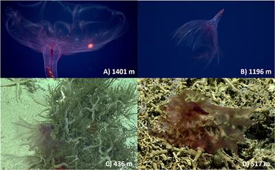 Distributions of the Pelagic Holothurian Pelagothuria in the Central Pacific Ocean as Observed by Remotely-Operated Vehicle Surveys
